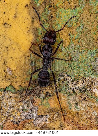 Adult Female Ectatommine Ant Of The Genus Ectatomma