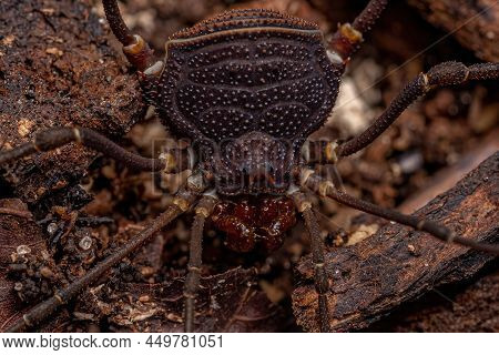 Adult Gonyleptid Harvestmen Of The Genus Discocyrtanus