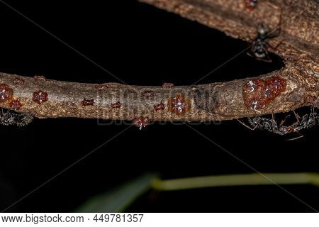 Small Lacquer-producing Mealybugs Of The Family Kerriidae