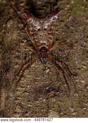 Small Female Orbweaver Spider Of The Species Micrathena Plana