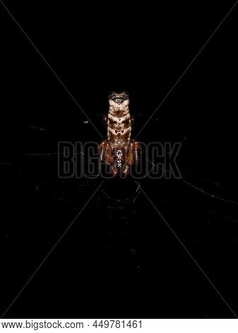 Small Male Orbweaver Spider Of The Genus Micrathena