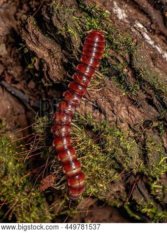 Red Flat-backed Millipede Of The Family Chelodesmidae