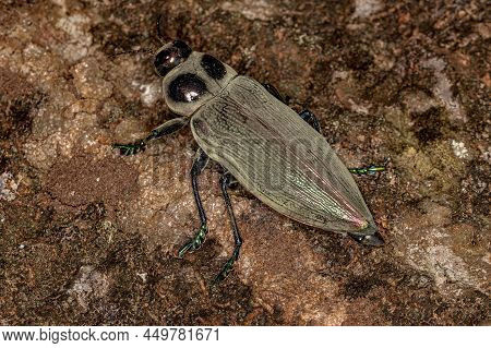 Ceiba Borer Beetle Of The Species Euchroma Giganteum