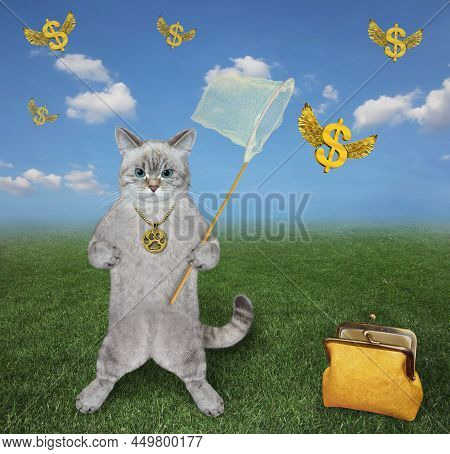 An Ashen Cat With A Butterfly Net Catches Gold Winged Dollars In The Meadow.