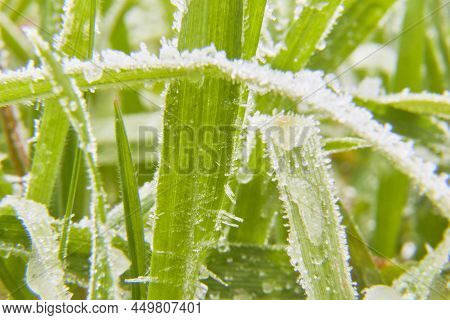 Macro Photography Of Grass With Frost. Selective Focus. Horizontal Photography.