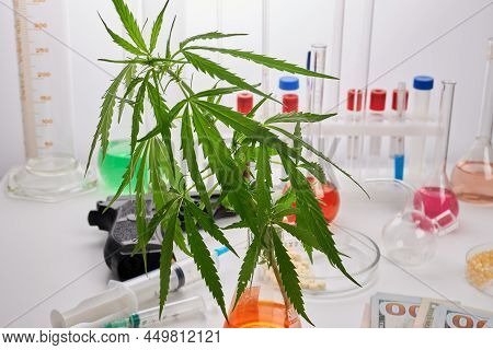 Photo Of A Cannabis Plant And A Gun On A Lab Desk. Chemical Laboratory Where Crime Rastamans Produce