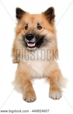 Happy Eurasier dog isolated on a white background