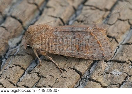 Closeup On The Common Quaker Moth, Orthosia Cerasi Sitting On A Piece Of Wood In The Garden