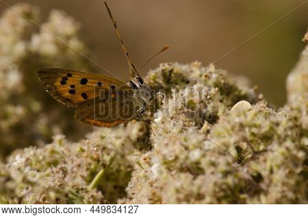Butterfly Small Copper Lycaena Phlaeas. Garafia. La Palma. Canary Islands. Spain.