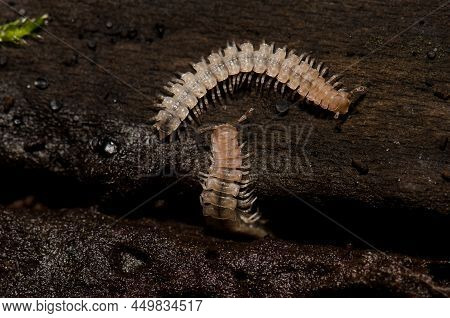 Flat-backed Millipedes On A Fallen Trunk. Cubo De La Galga. Puntallana. La Palma. Canary Islands. Sp