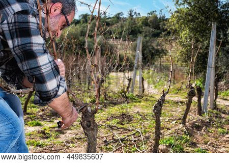 Farmer Pruning The Vine In Winter. Agriculture.