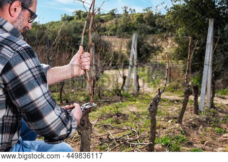 Farmer Pruning The Vine In Winter. Agriculture.