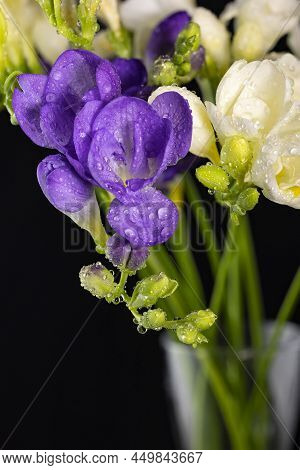 White And Purple Freesia Flower Bouquet With Drops Of Dew, Macro Isolated Against A Black Background