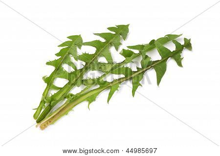 Feuilles de Leontodon