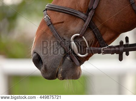 Portrait Chestnut Gelding Horse In Bridle. Horse Is Eating. Digestion Closeup Of The Head Of A Calm 