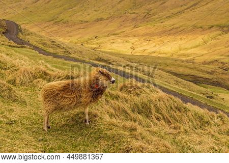 Sheep Grazing In A Meadow On Vagar Island . Natural Pastures On Volcanic Archipelago, Bour, Faroe Is