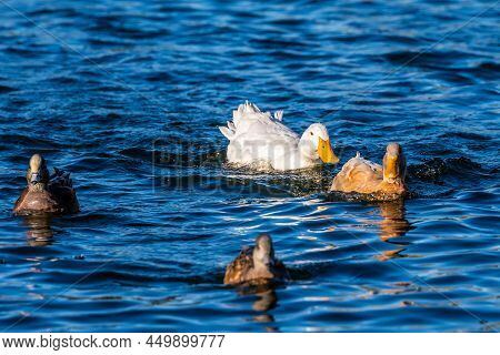 A Bunch Of Mallards In Tucson, Arizona