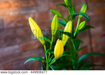 Beautiful Lily Flowers Bud In Garden. Landscapeview