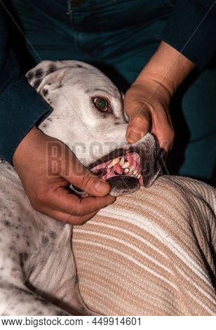 Man Opens His Mouth To Dog And Shows Epulis 1