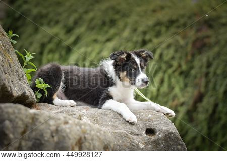 Border Collie Is Lyng On The Stones. He Is In Austria Nature Near To The Waterfall.
