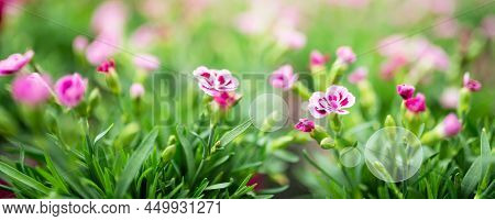Bright Pink Flower Field In Garden. Sunny Nature Background In Spring With Bright Bokeh And Short De