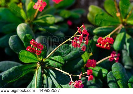 Euphoria Millia Crown Of Thorns Flowers With Natural Background