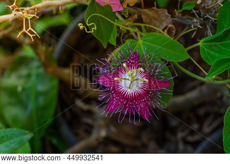 Blooming Passion Flower In Garden With Natural Background