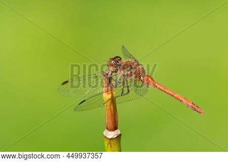 A Common Darter Dragonfly (sympetrum Striolatum) Resting In The Sun, Sunny Day In Summer, Vienna (au