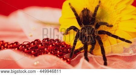 Big Spider On Yellow Flower. Shaggy Tarantula On Gerbera Flower. Close Up.