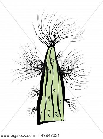 Seaweed, Compsopogon Grows Rapidly In The Aquarium. A Plant That Creates Problems In The Aquarium. A