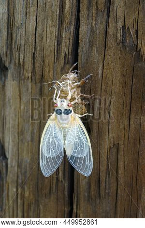 Pharaoh Cicada (magicicada Septendecim). Called 17-year Locust Also.