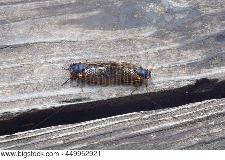 Pharaoh Cicada (magicicada Septendecim). Called 17-year Locust Also.