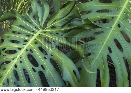 Swiss Cheese Plant (monstera Deliciosa). Called Split-leaf Philodendron Also.