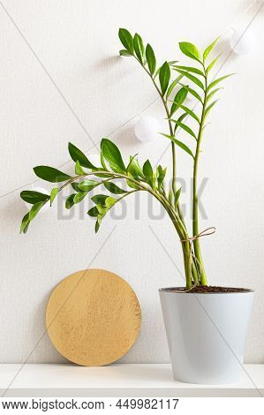 Minimalistic Scandinavian Eco-style In Interior Of Home Or Office. Trendy Green Houseplant Zamioculc