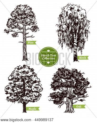 Four Various Deciduous Sketch Trees Set With Pine Maple Birch And Oak Isolated On White Background D