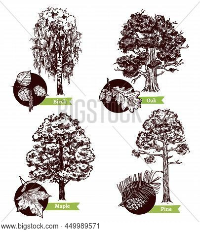 Four Various Sketch Deciduous Trees And Leaves Design Concept Isolated On White Background Hand Draw