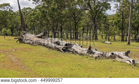 A Large Tree Felled After Land Clearing On A Cattle Property.