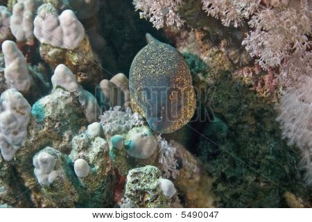 Yellowmargin Moray