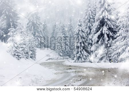 Christmas background with stars and snowy fir trees 
