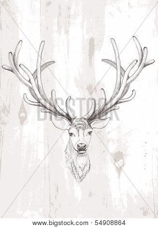 Beautiful Vector deer.