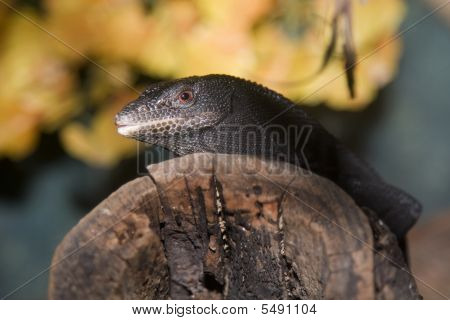 Albero nero Monitor