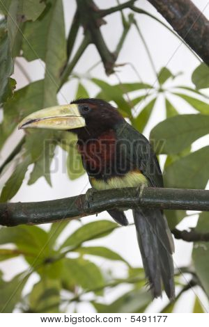 Slonová kost účtoval Aracari (pteroglossus Azara)