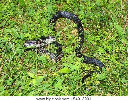 Rat Snake on a summer day in Illinois.