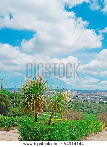 Corn Plant And Clouds