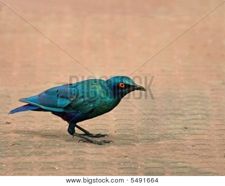 Lesser Blue-eared Glossy Starling