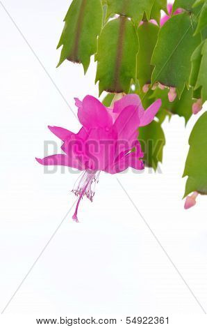 Beautiful Flower