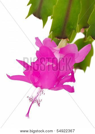 Beautiful Flower
