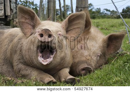 Yawning Pig