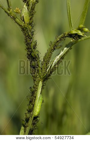 Green Aphis