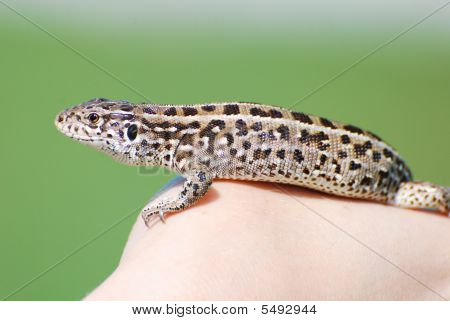 LIZARD